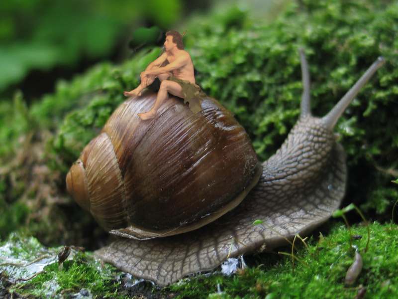 Helix pomatia